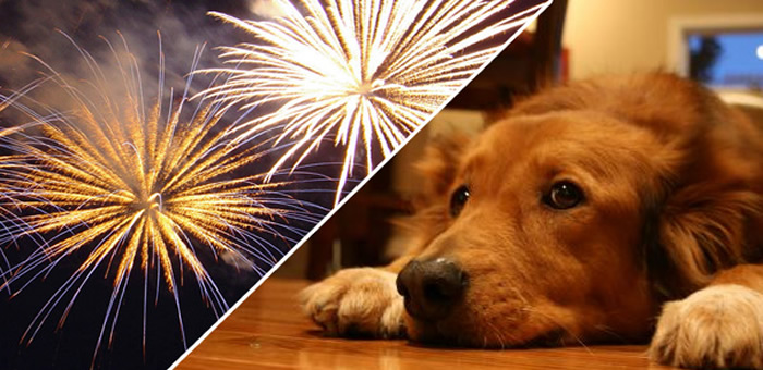 10 Dicas para proteger seu cachorro do barulho dos fogos de artif&iacute;cio | Plac