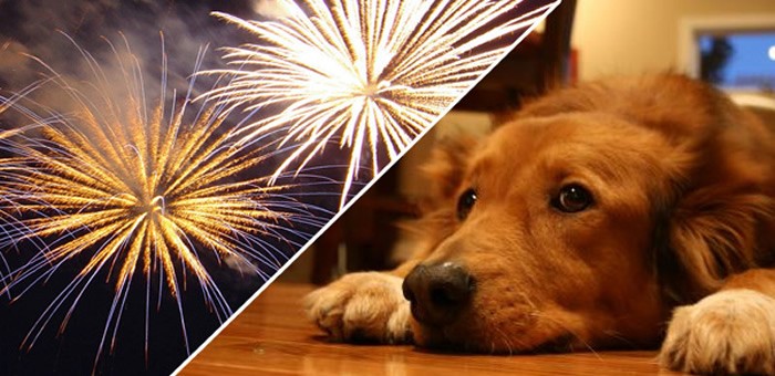 10 Dicas para proteger seu cachorro do barulho dos fogos de artifício | Plac